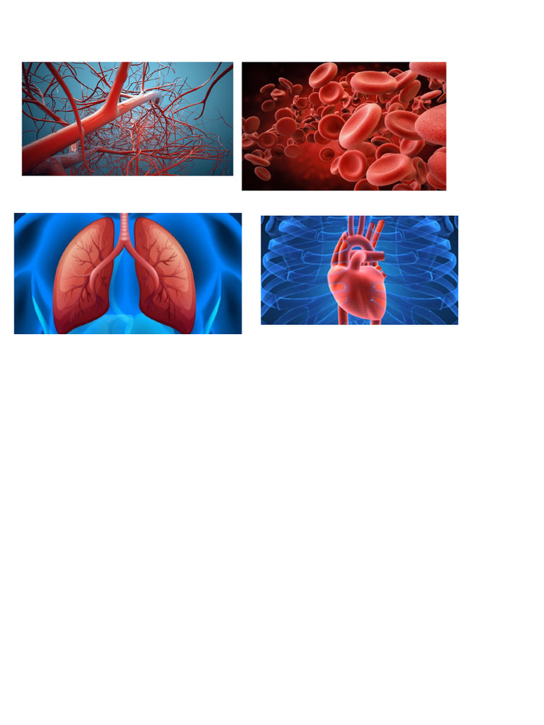 Blood Circulatory System | PDF