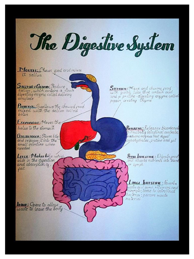 Digestive System | PDF