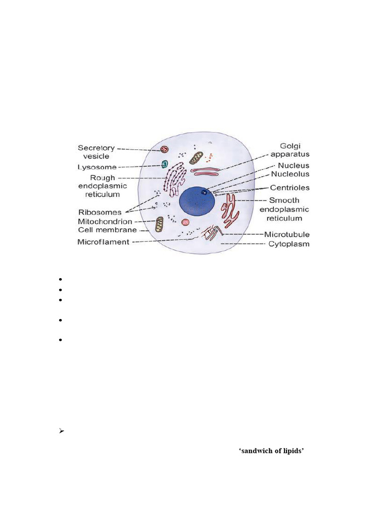 STRUCTURE OF THE CELL (3) | PDF | Cell Membrane | Phospholipid