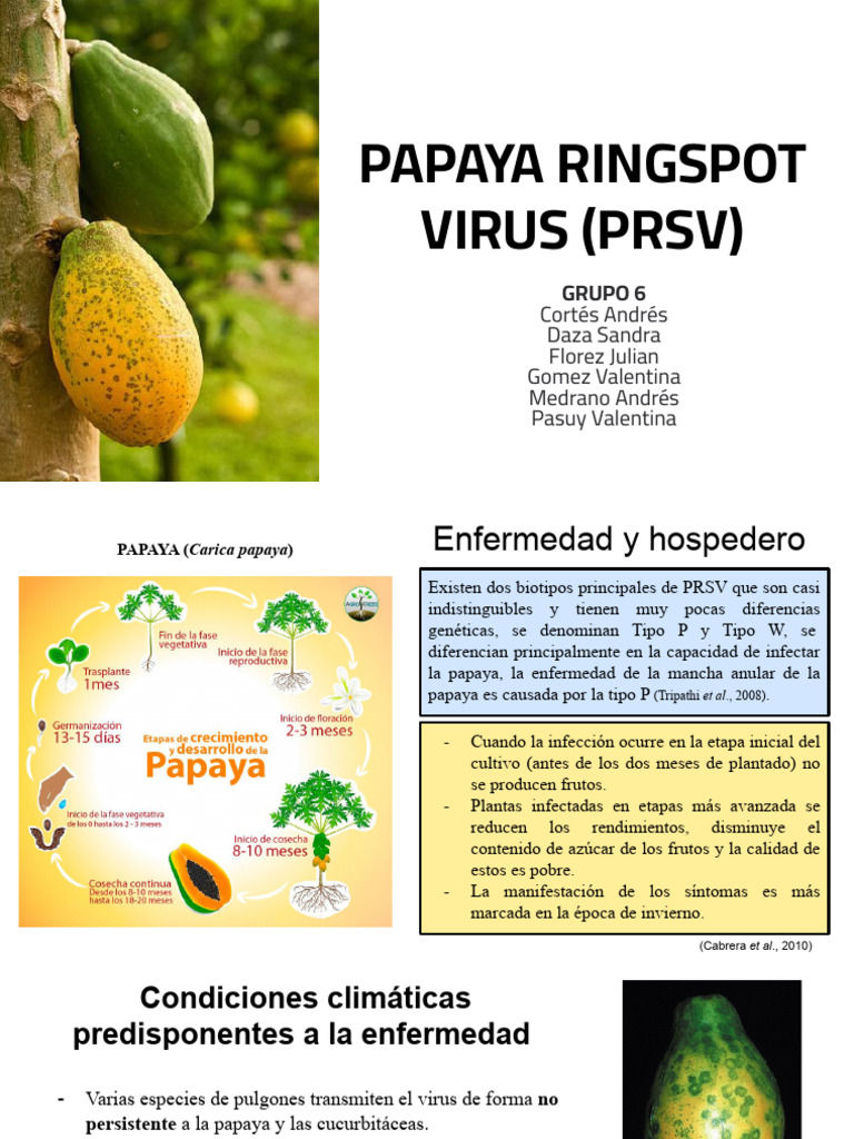 Control del Virus de la Papaya | PDF | Virus | Organismo genéticamente ...