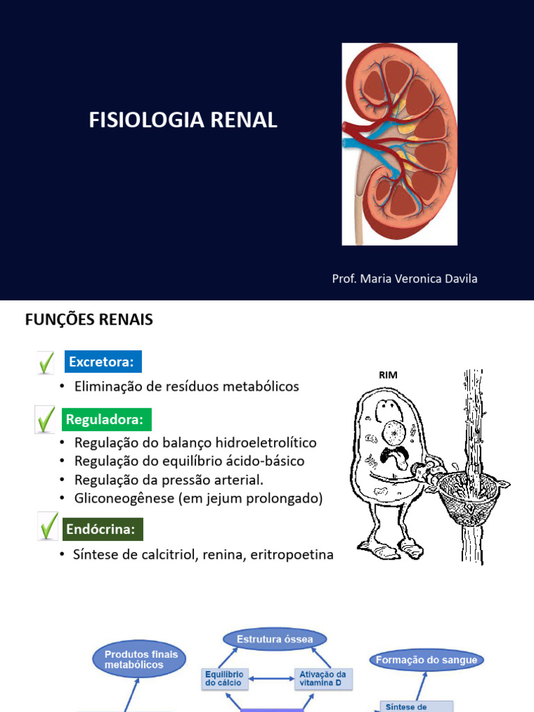 Fisiologia Renal | PDF | Rim | Sistema urinário