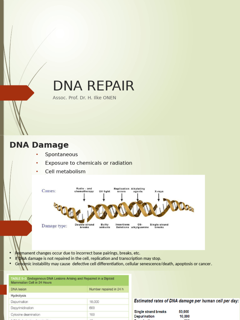 DNA Repair | PDF | Dna Repair | Dna