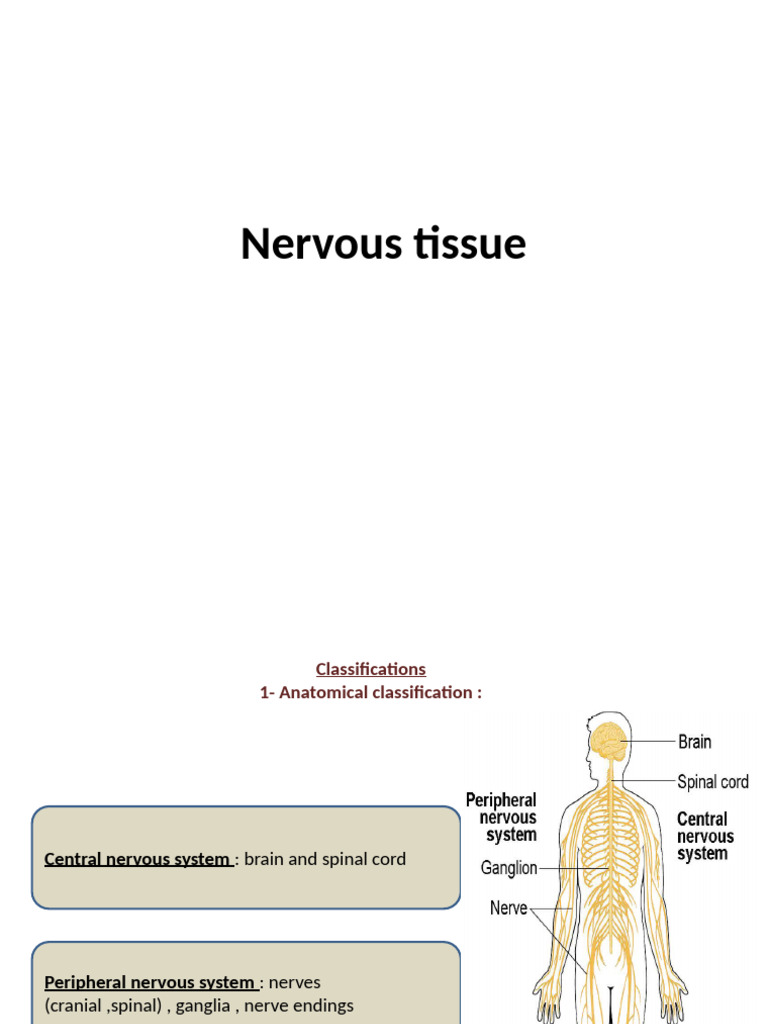 Nervous Tissue | PDF | Axon | Neuron