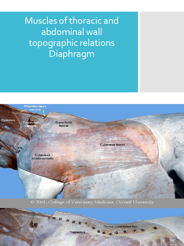 Thoracic and Abdominal Muscle Anatomy | PDF | Abdomen | Thorax