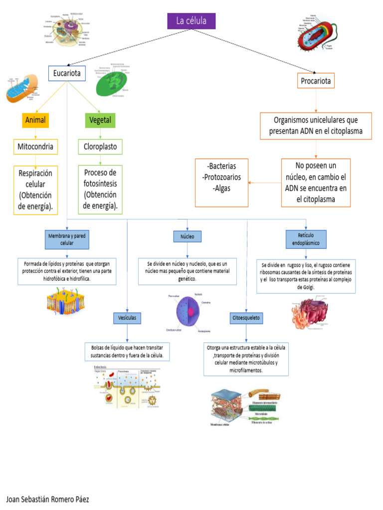 Tipos de Células: Eucariotas y Procariotas | PDF | Biología Celular ...