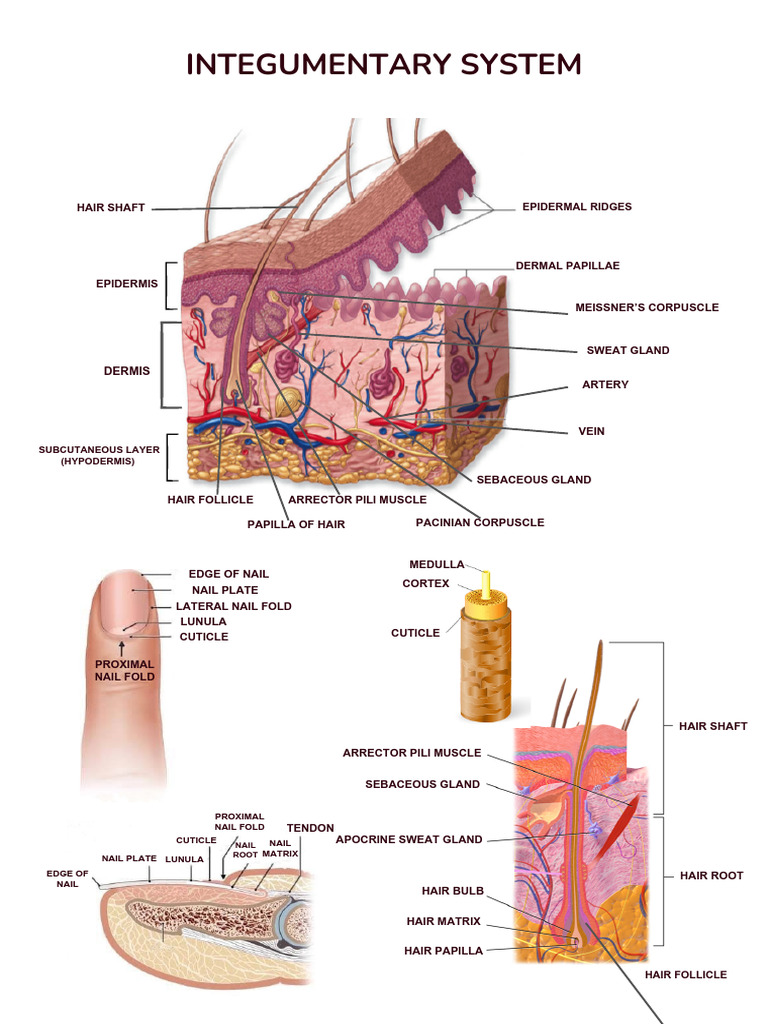 Integumentary System Overview | PDF