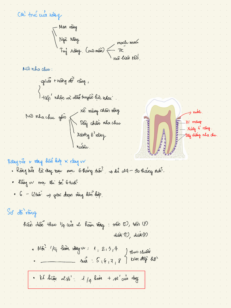 Hướng Dẫn Ghi Sơ Đồ Răng Miệng | PDF | Dental Anatomy | Tooth