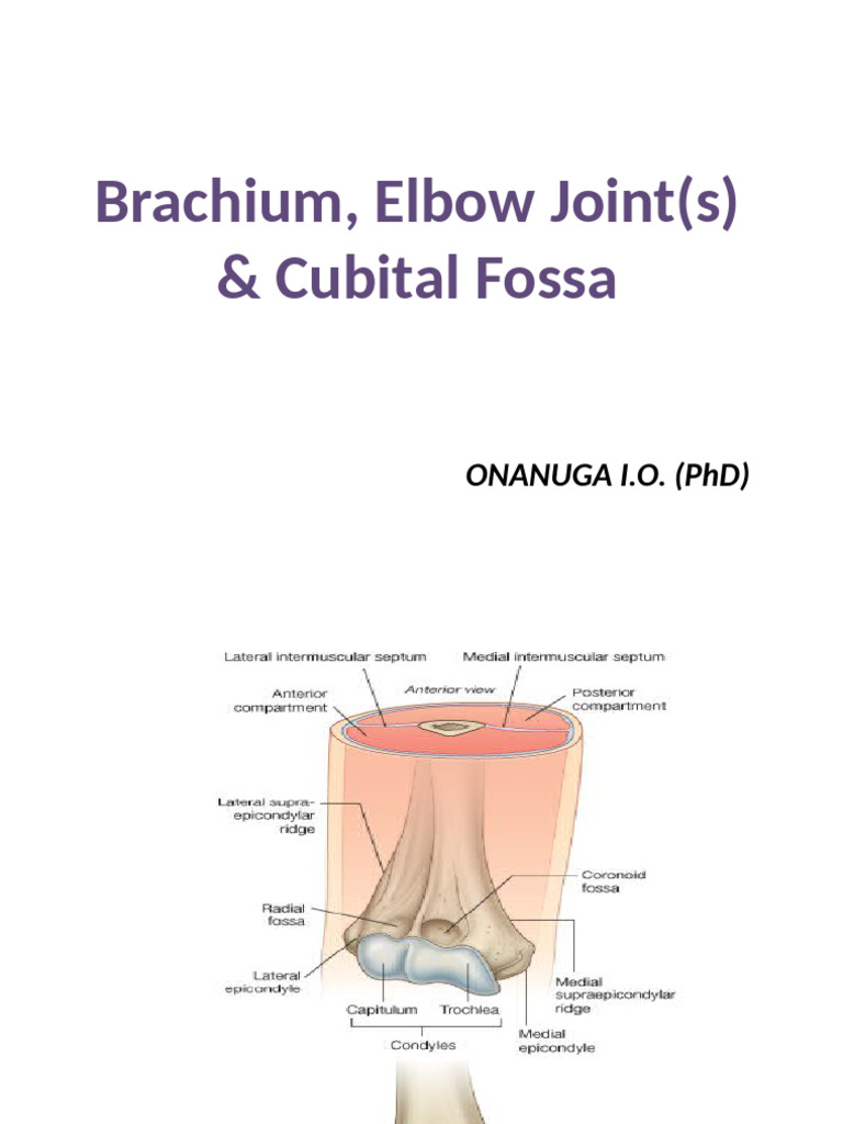Brachium Elbow JT and Cubital Fossa | PDF | Arm | Elbow