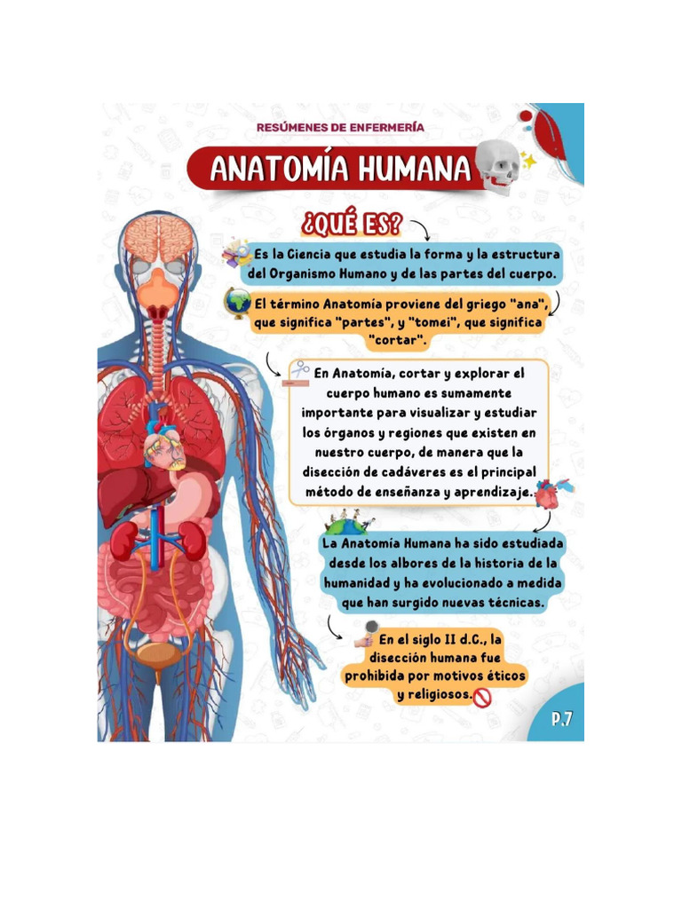 Anatomia Humana | PDF