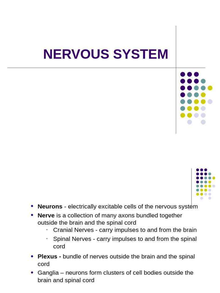 Nervous System 2 | PDF | Nervous System | Neuron