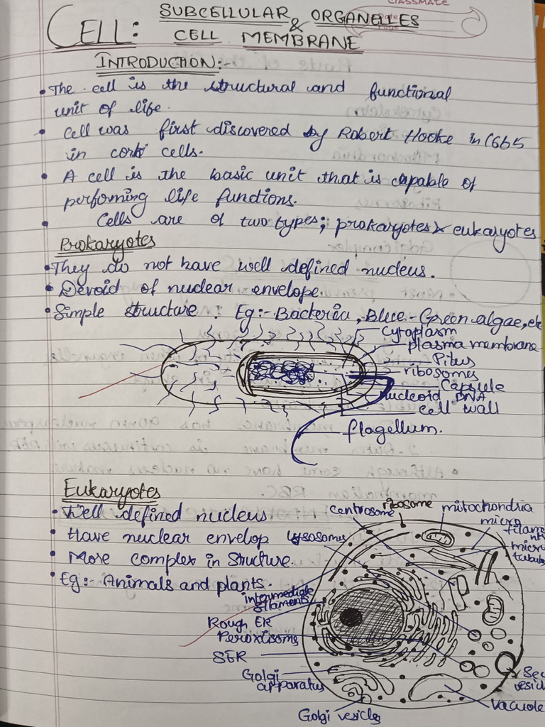 BioChem Ch1 Notes BSC ANAESTHESIA | PDF