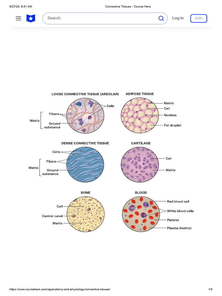 Connective Tissues - Course Hero | PDF | Connective Tissue | Tissue ...