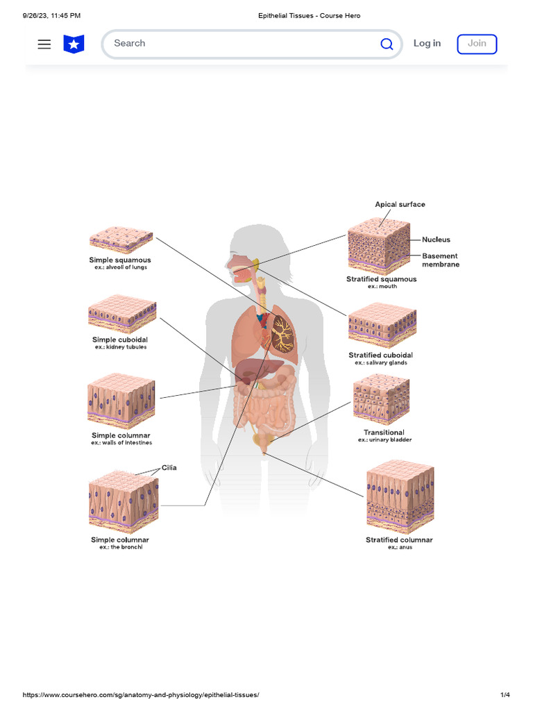 Epithelial Tissues | PDF | Epithelium | Tissue (Biology)