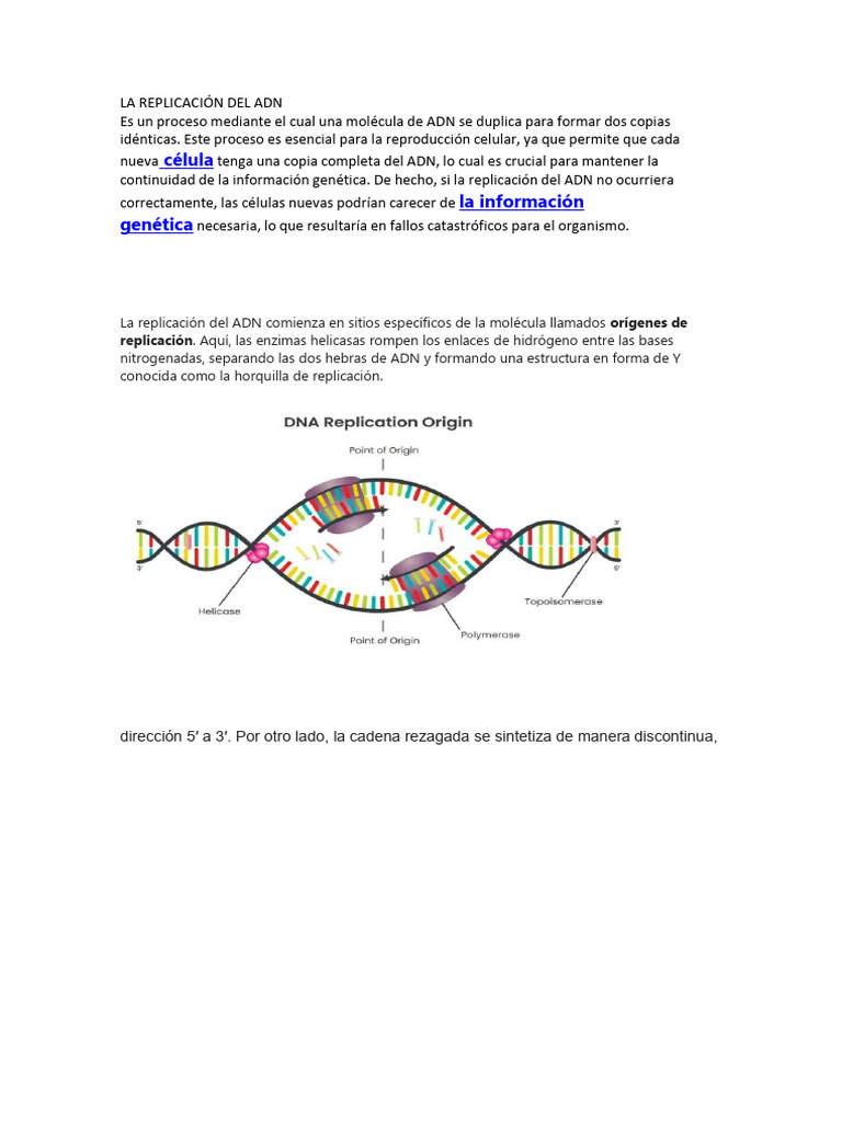 Proceso de Replicación del ADN | PDF | Replicación De Adn | Adn