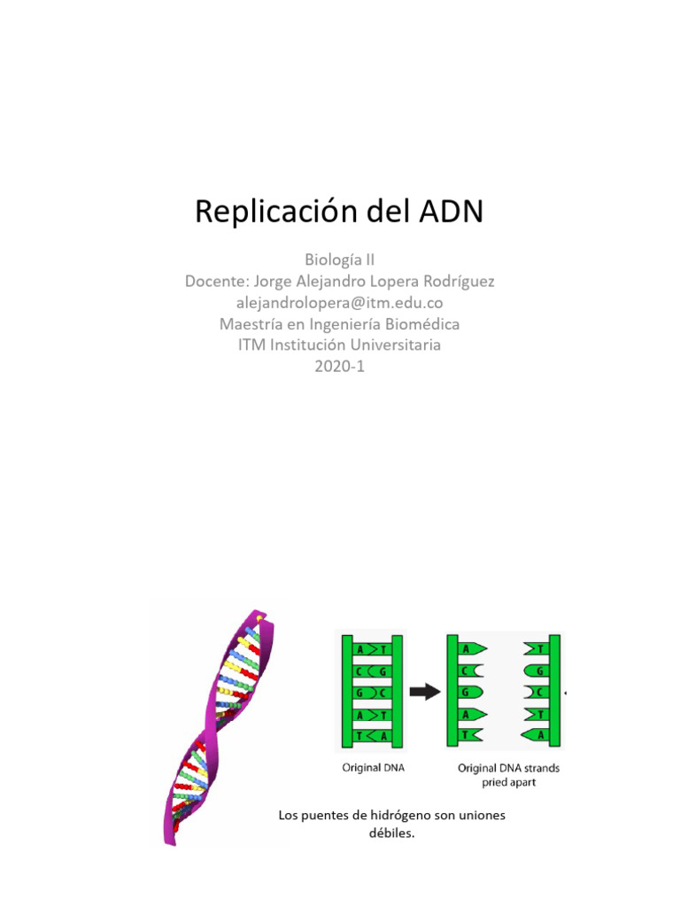 Replicación del ADN: Proceso y Mecanismos | PDF | Replicación De Adn | Adn