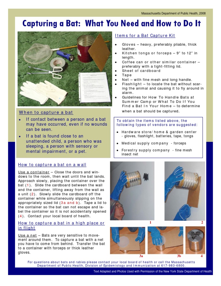 How to Capture a Bat Safely | PDF