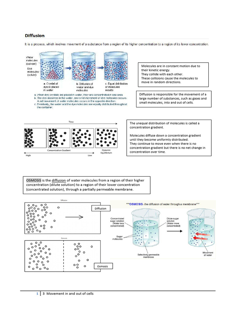 Cell Movement: Diffusion & Osmosis Explained | PDF | Osmosis | Diffusion