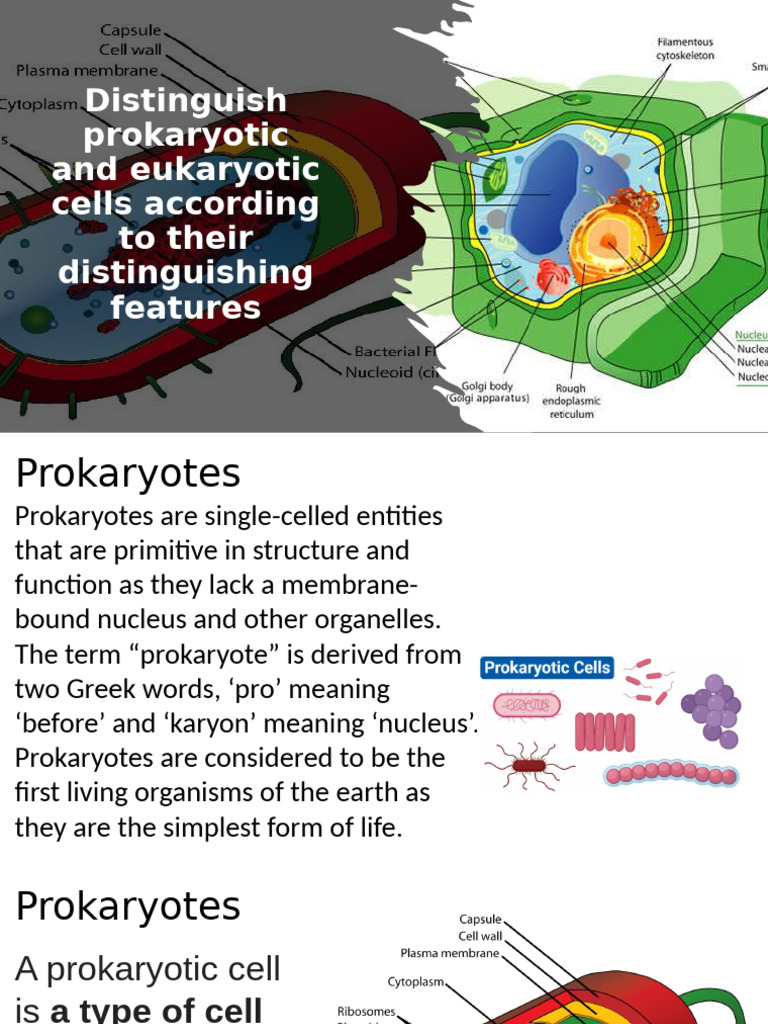 DAY 3 BIO Distinguish Prokaryotic and Eukaryotic Cells According To ...