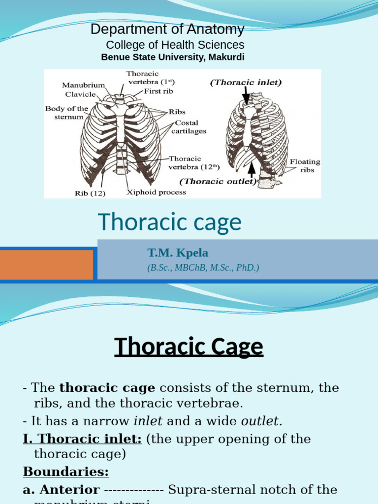 Anatomy of the Thoracic Cage | PDF | Vertebra | Thorax