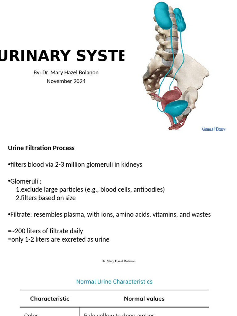 Urinary System Lec Part 1 Nov 2024 | PDF | Kidney | Urination