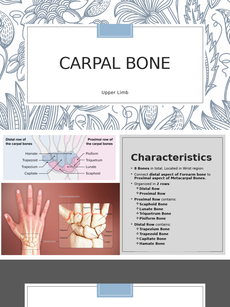 Carpal Bone (Completed) | PDF | Hand | Musculoskeletal System