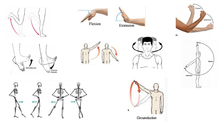 Anatomical Movements | PDF