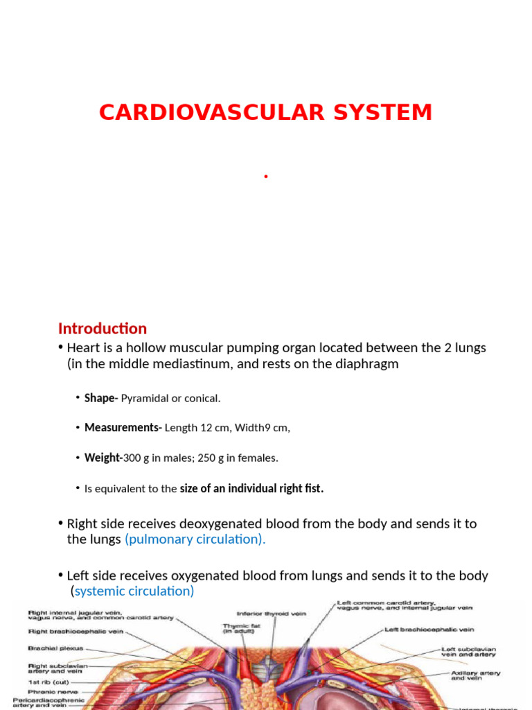 Anatomy and Function of the Heart | PDF | Heart | Heart Valve