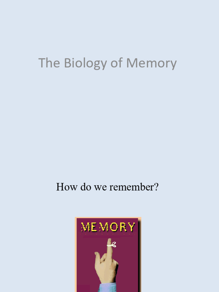 Chapter 13 Memory | PDF | Long Term Potentiation | Hippocampus Anatomy