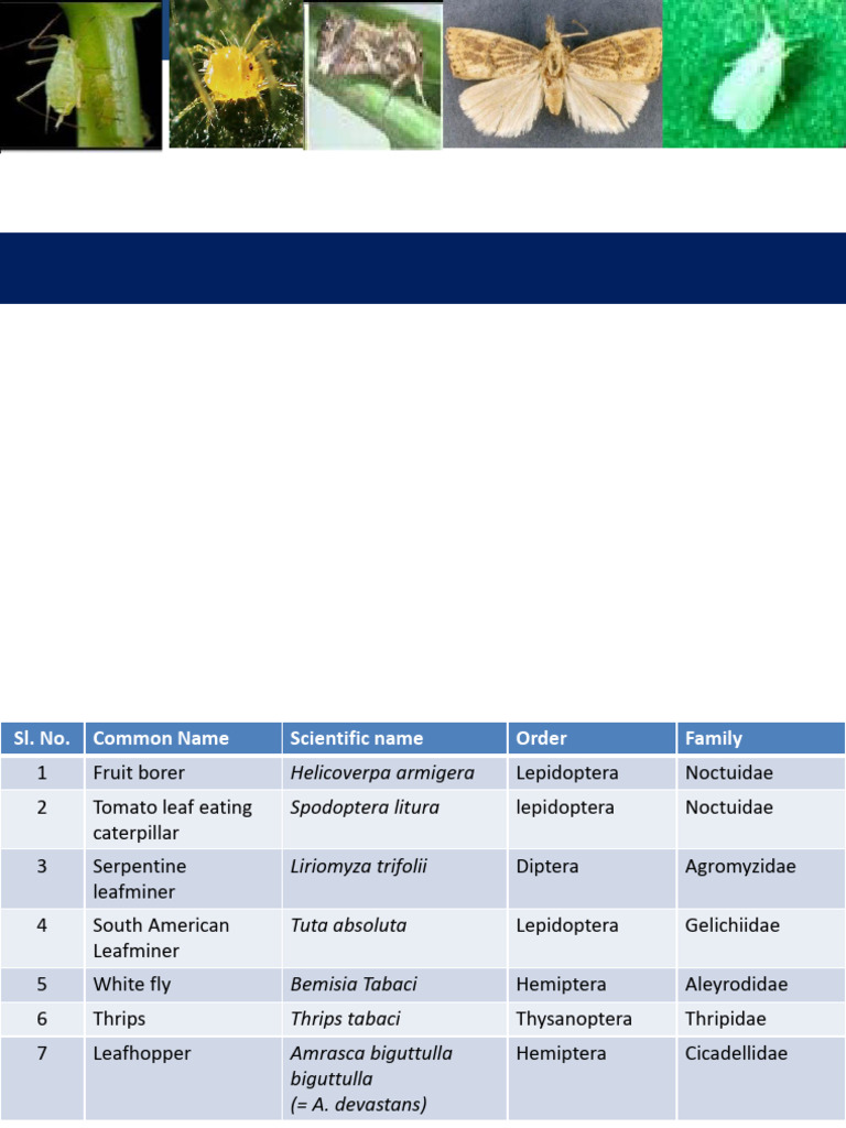 Tomato and Brinjal | PDF | Pupa | Insects