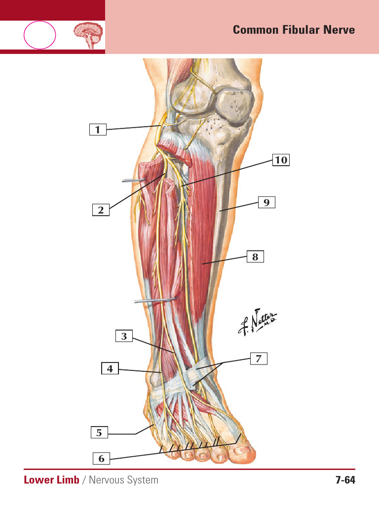 Common Fibular Nerve Overview | PDF