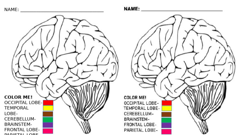 Brain Coloring Activity | PDF