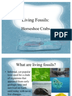 Horseshoe Crabs Report
