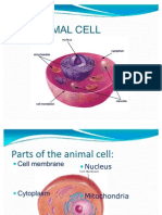 The Animal Cell