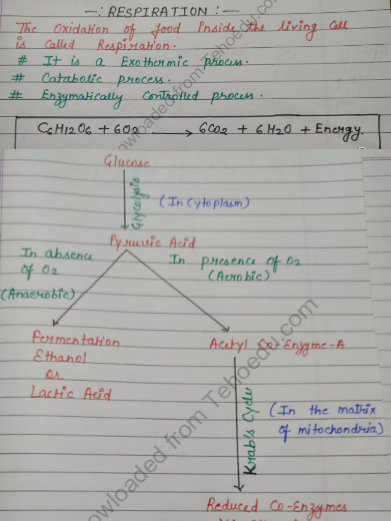 respiration class1 | PDF | Adenosine Triphosphate | Cellular Respiration