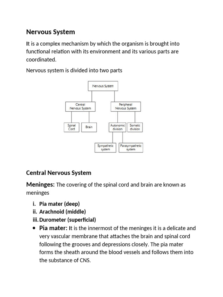 Overview of the Nervous System Anatomy | PDF | Cerebrum | Central ...
