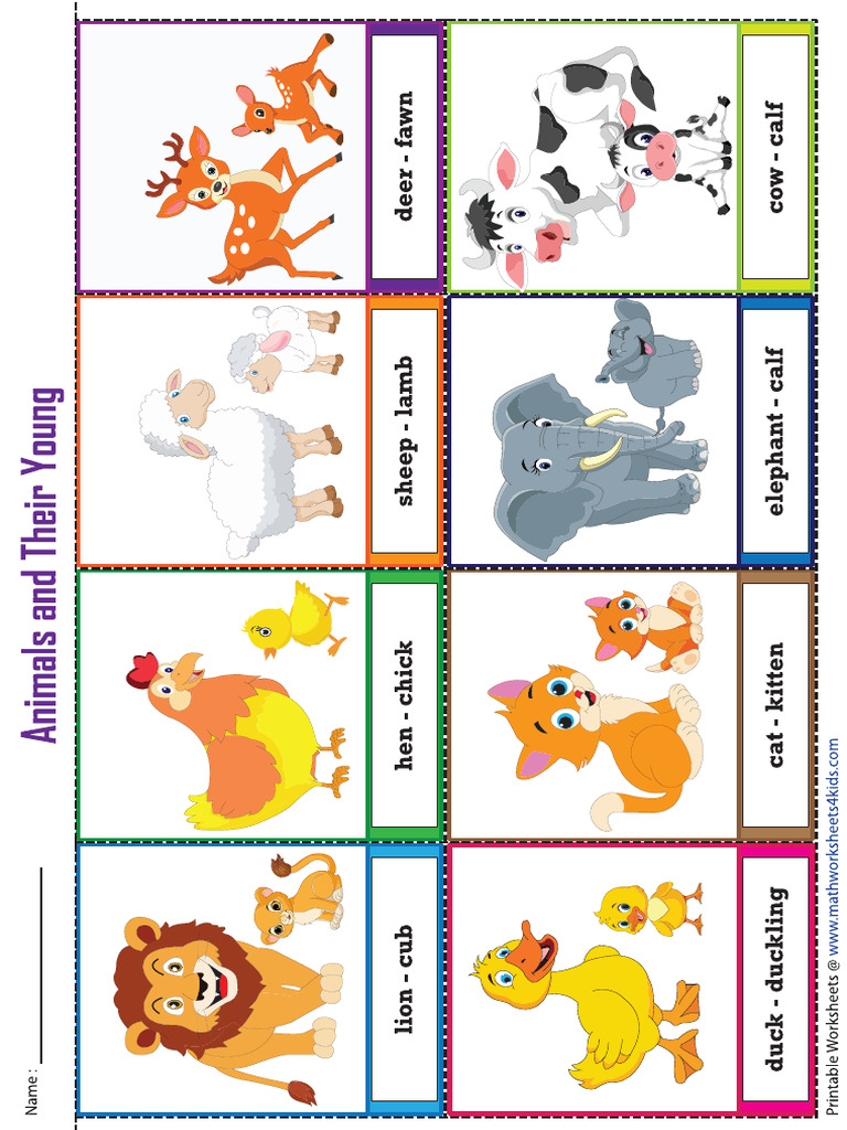 Flash Cards | PDF