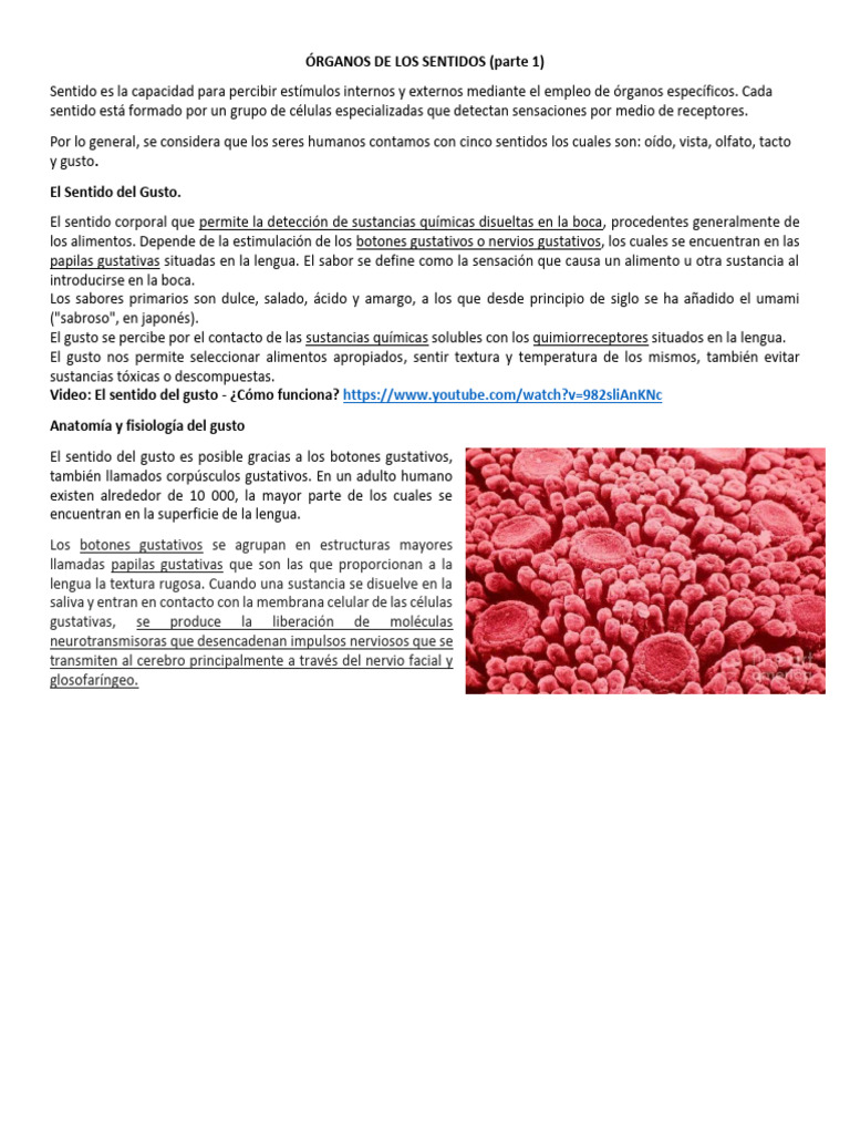 Los Sentidos Parte 1 El Gusto Pdf Gusto Sentidos