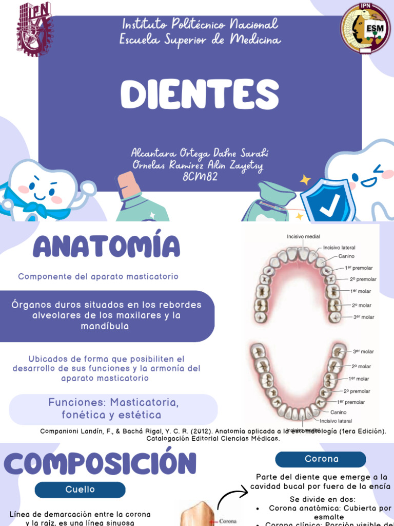 Nomenclatura de la Dentición Mixta | PDF | Diente | Odontología