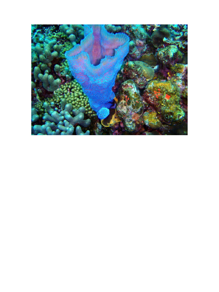 Regy Sponges | PDF