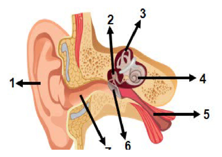 Gambar Telinga | PDF