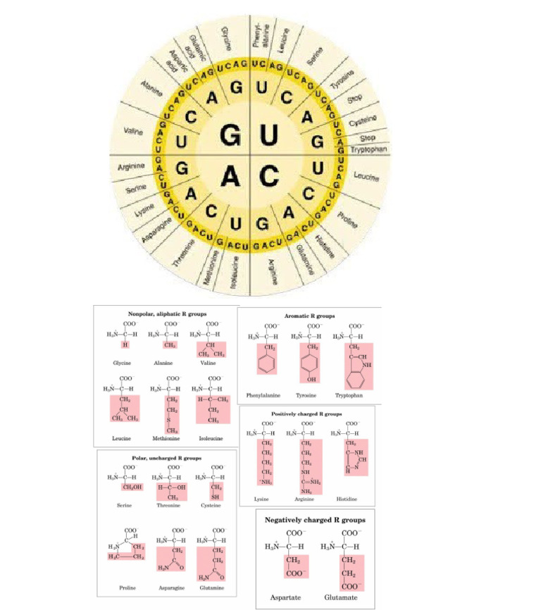 Genetic Code | PDF