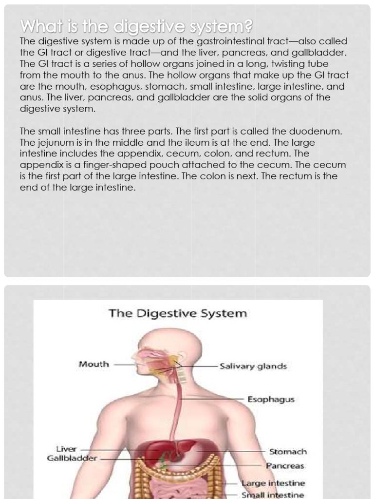 Ilovepdf Merged 061836 | PDF | Human Digestive System ...