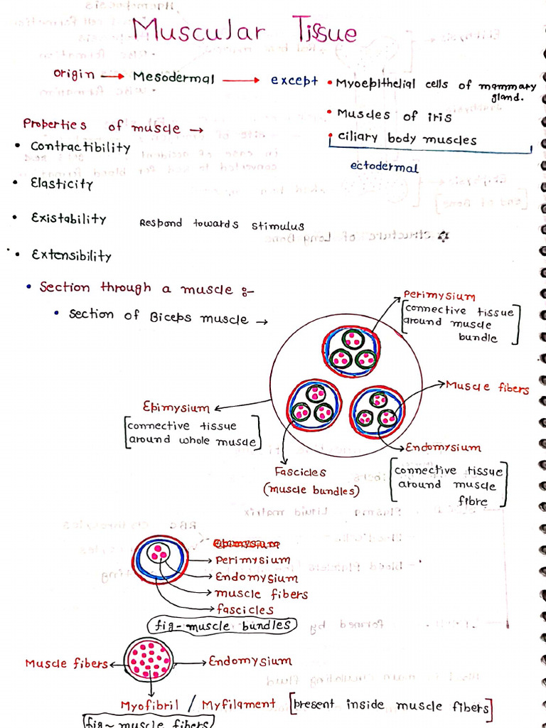 Muscular Tissue | PDF