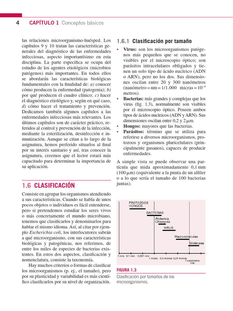 Célula Procariota | PDF | Las bacterias | Bacterias Gram Positivas