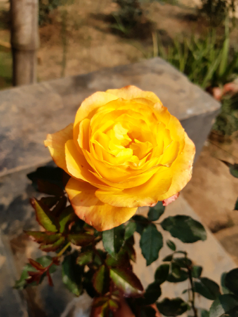 Roses | PDF