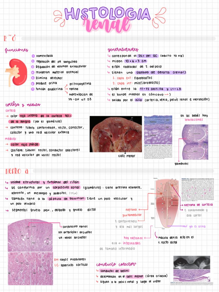 Histología del Riñón y Nefronas | PDF | Riñón | Anatomia animal