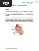 Videofluoroscopía de la Deglución: Procedimiento | PDF | Anatomía