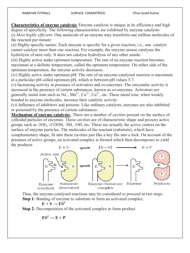 Characteristics of Enzyme Catalysis | PDF | Science & Mathematics ...