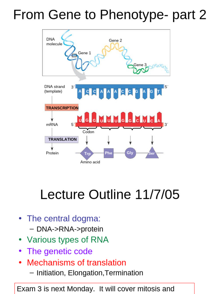 Understanding Transcription and Translation | PDF | Translation ...
