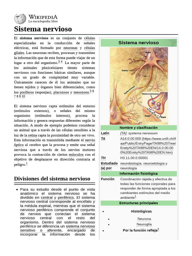 Sistema Nervioso | PDF | Sistema nervioso | Sinapsis